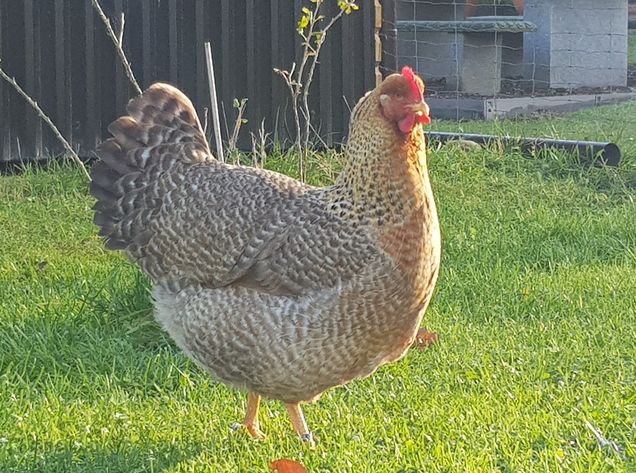 Der Sonderverein stellt sich vor